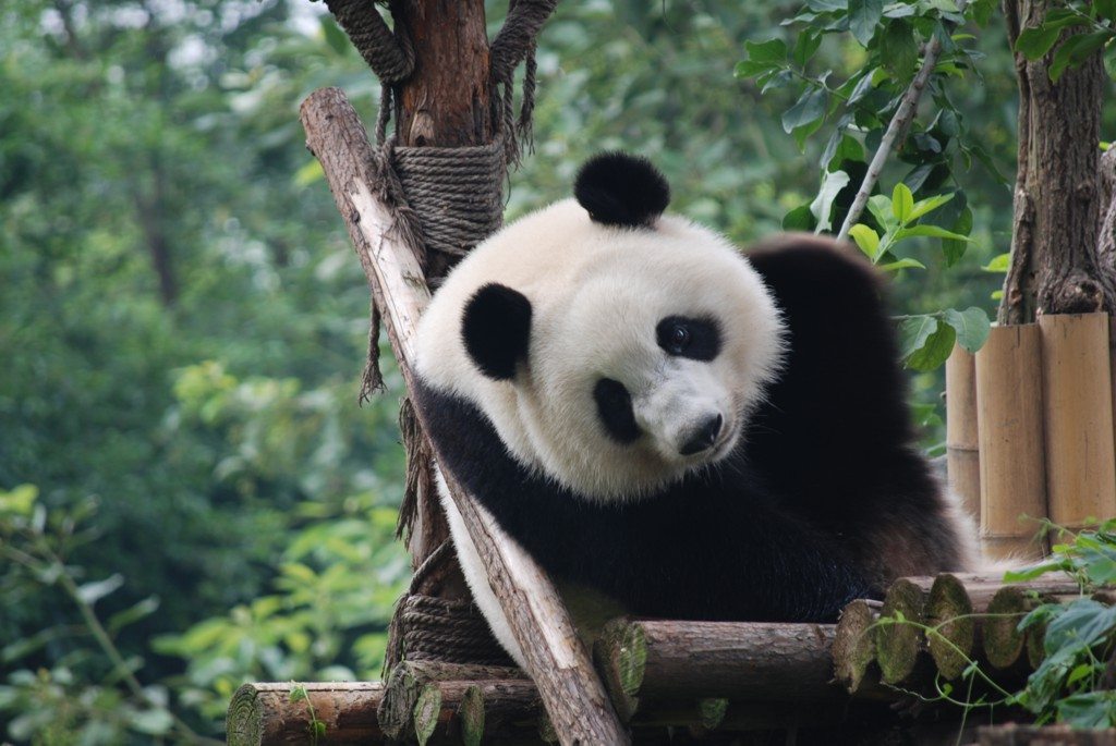 Beijing Zoo AssistAnt Travel